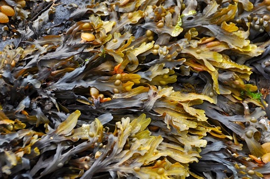 Fucus Feld